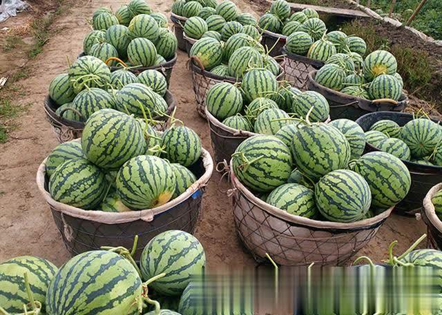 西瓜怎么挑才能皮薄肉多 573b81aebcba4598af6069fcbf603620.jpeg