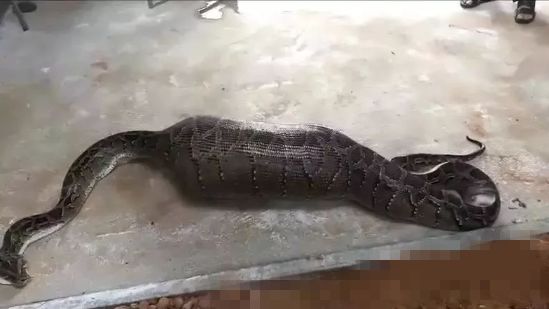 蛇是怎么吞下一头牛的 5b8ee1edf87e4adbac43c12caf35566e.jpeg