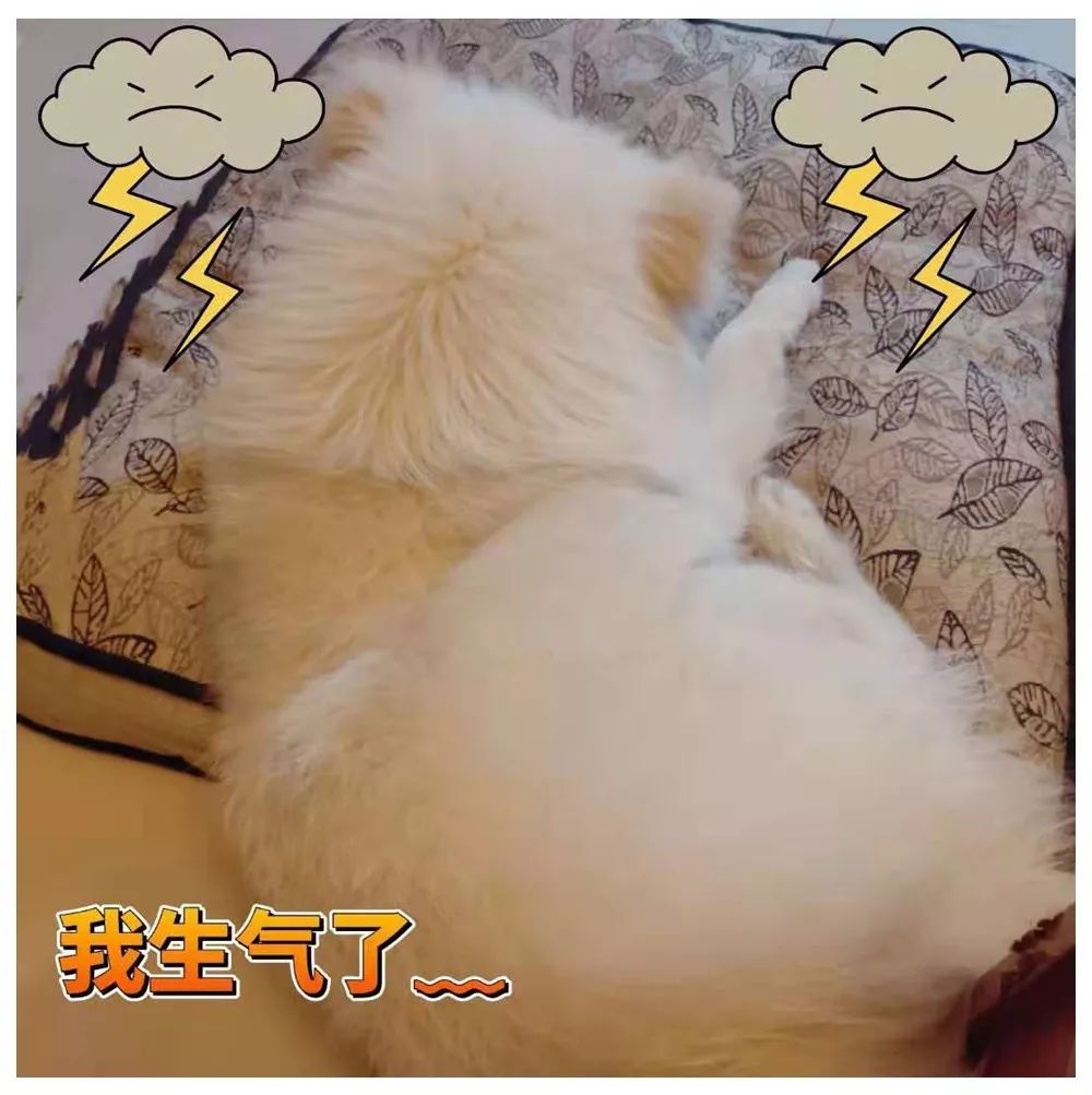 咋办呢只能宠着表情包 5c18e80c18444c268e01f3cacdaf4e9e.jpeg