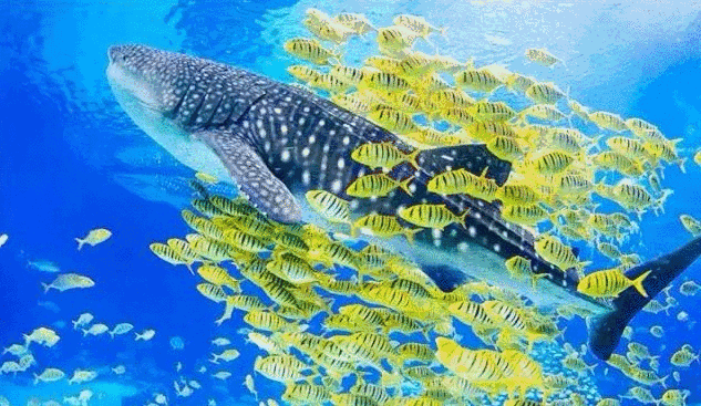 暑假航班直达长隆,海洋探索,奇幻夏季嘉年华