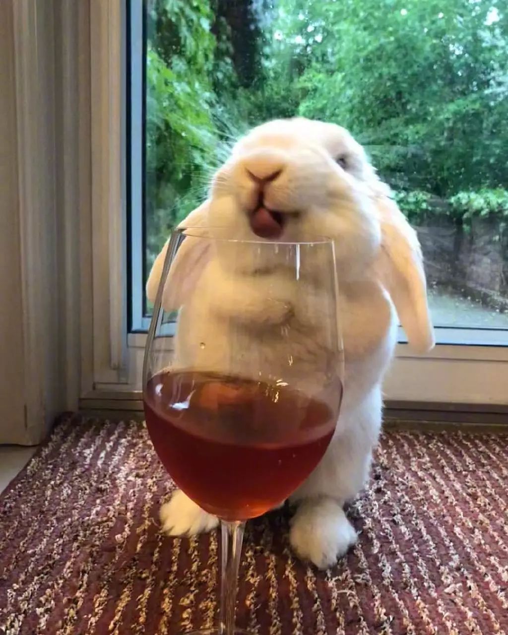 可爱的兔子酱blanco,最喜欢的东西就是酒了!