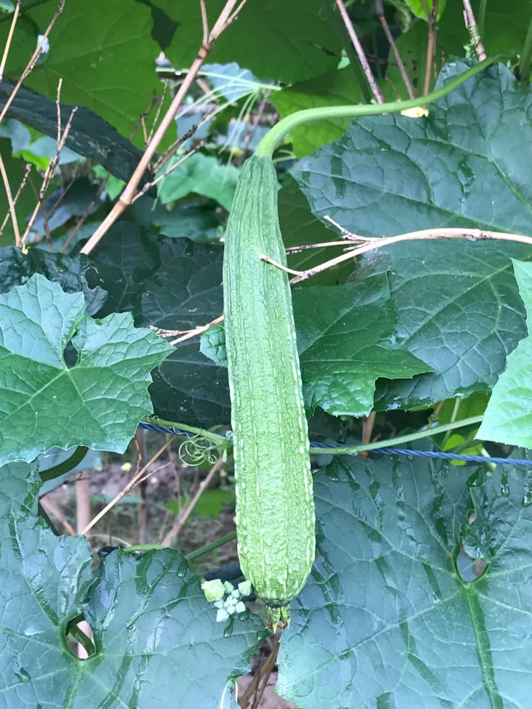 护瓜 来自搜狐网