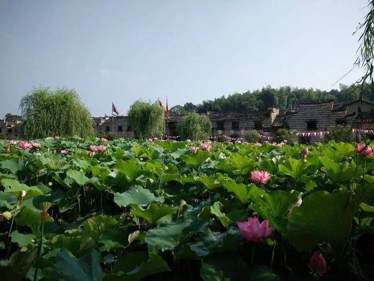 世外桃园流华湾荷花古村:这是一个有六百年历史的古村落,是资兴市保存