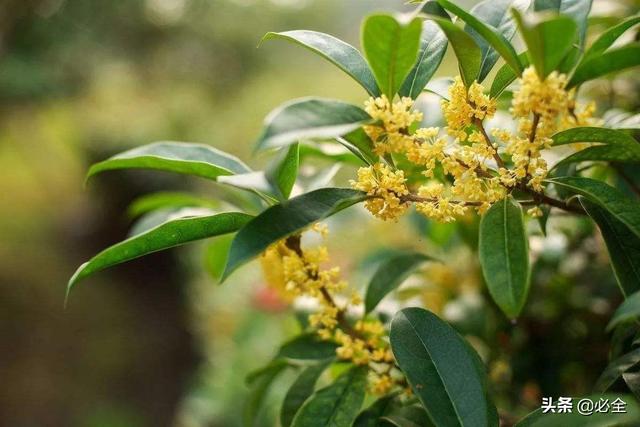 桂花在花芽分化前,哪些举措会影响到秋天开花?