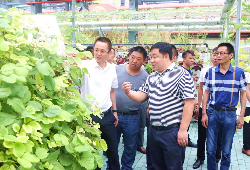 考察团一行先后来到金沙洲壹号庄园,南港村铁皮石斛基地,花小荣农业