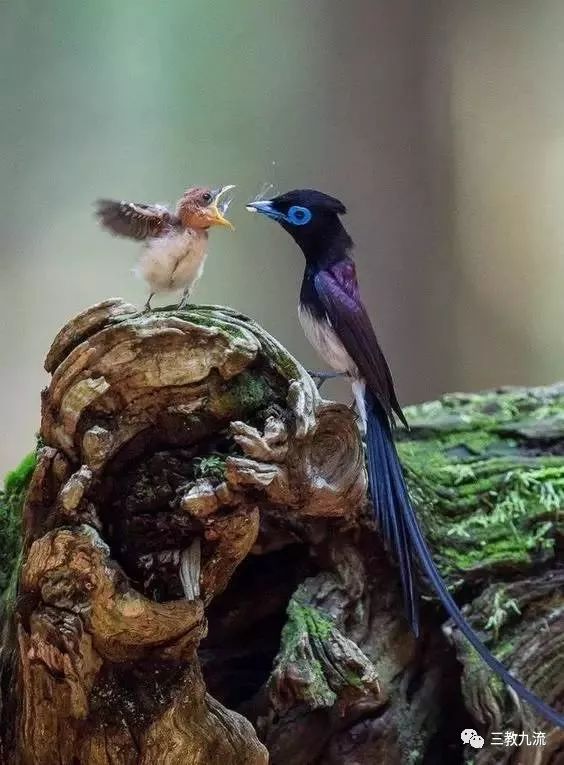 世界罕见动物难得一见 95361f22954f4f838ba891fa0aae5da5.jpeg