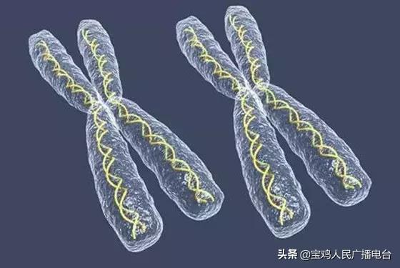 宝鸡妇幼健康:详解染色体异常遗传病(1)三体综合征