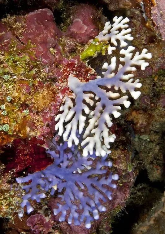海洋科普丨紫侧孔珊瑚(lace coral)