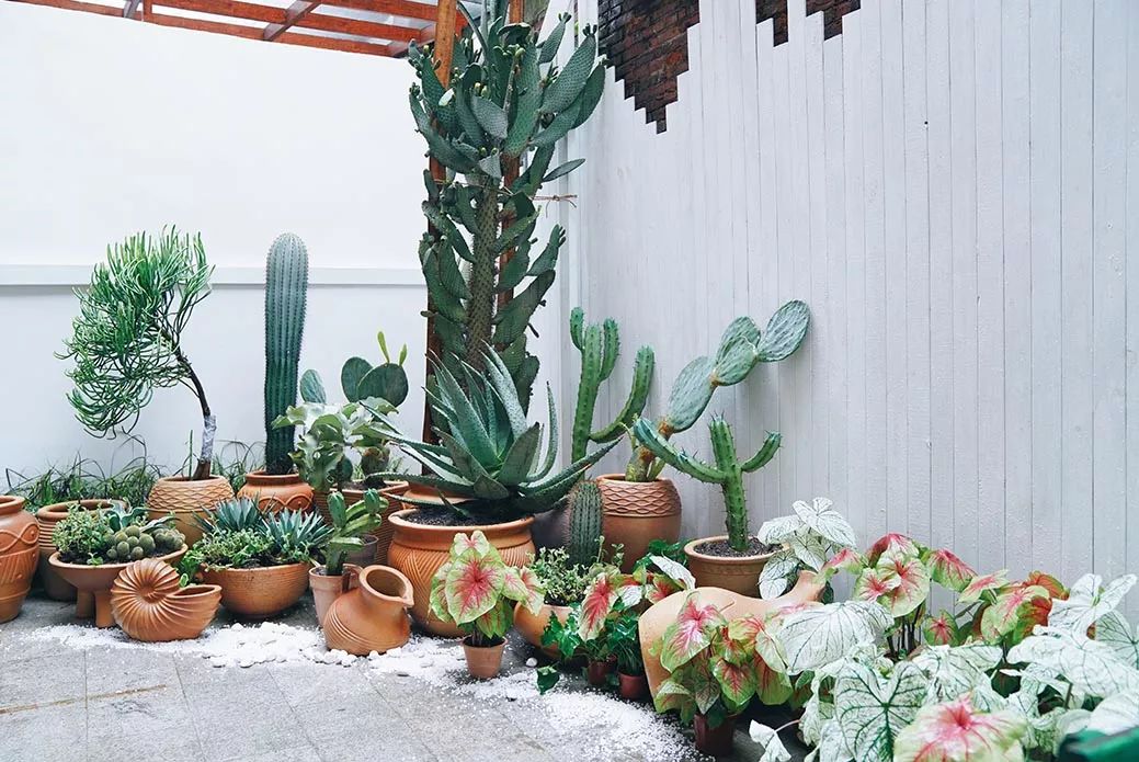 一进门摆什么植物最好 ad5bec9e51c44d678f209bc9d7bdea49.jpeg