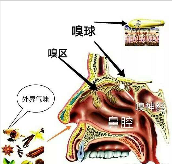 嗅觉失灵应及早治疗,嗅觉失去的时间越短恢复的几率越大.