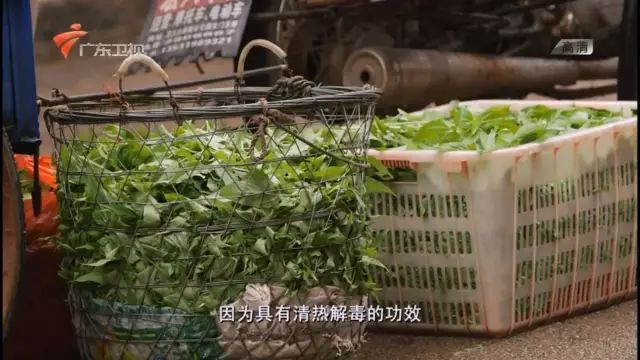 【麻叶 | 潮汕地区一年四季中最贵的青菜！】最贵的