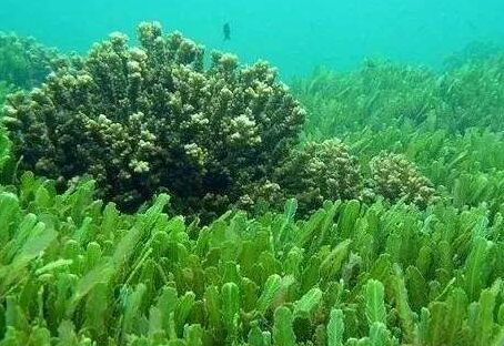 过期的海藻粉怎么吃