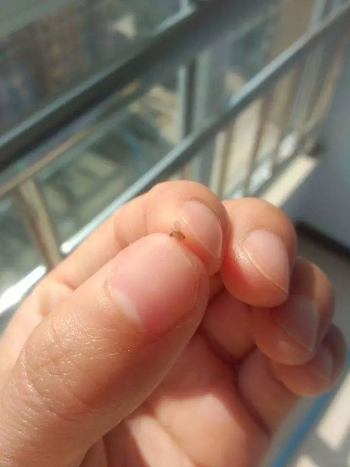 也有一群群"小咬"乱飞起来小华鲤在花坛边用手一挥很多穿黄色衣服的