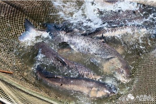 怎么养鱼才能养的更好 b8c10898216b429b9bf4c7a22d6b377e.jpeg