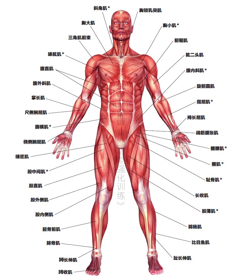 怎样练手臂肌肉无需器材 ba794d5a48954218a675ef9ec309a5d2.jpeg