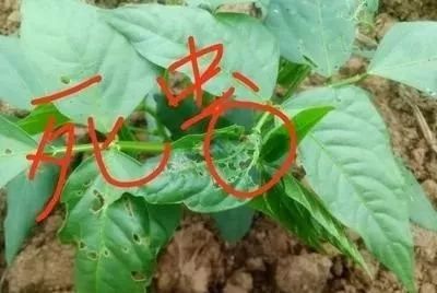 虫螨腈瓜类敏感出药害施用方法需记牢