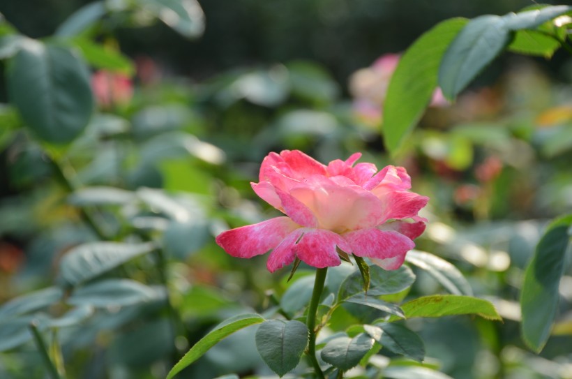 bc71db82ae8745c895113703ae9165ff.jpeg