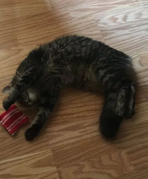 c33807d7f55b4961b39680b6aa67ee53.jpeg
