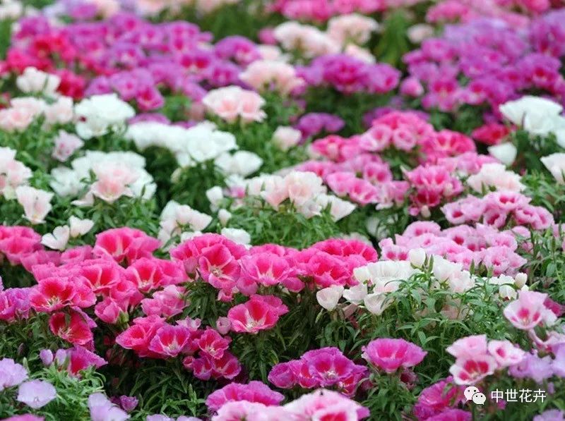 【文末答谢福利】中世花卉好物精选丨古代稀: