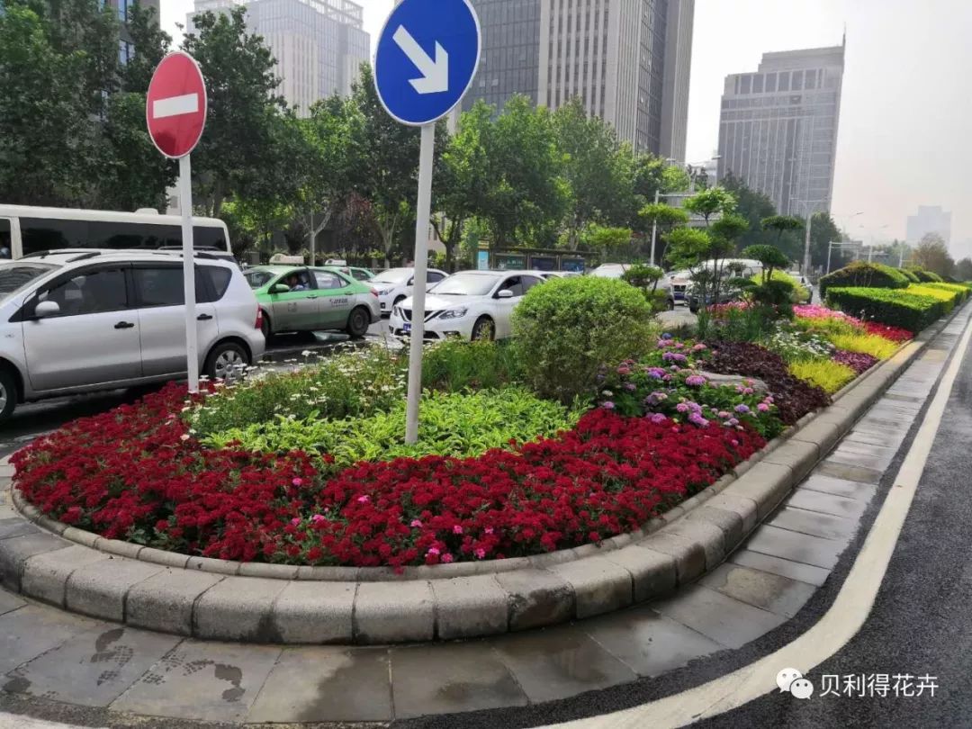 【工程案例】郑州市金水路道路绿化带花境营造