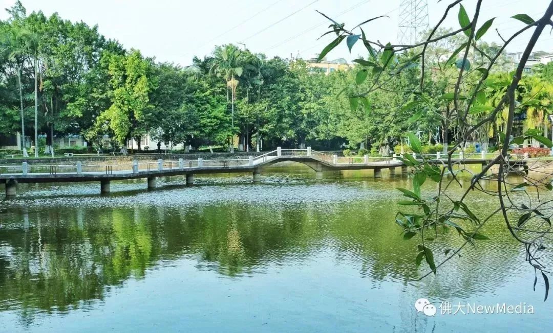 又是一年放榜时佛大的满天星辰等你来摘