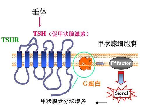 解读:促甲状腺激素(tsh)偏高or偏低的原因