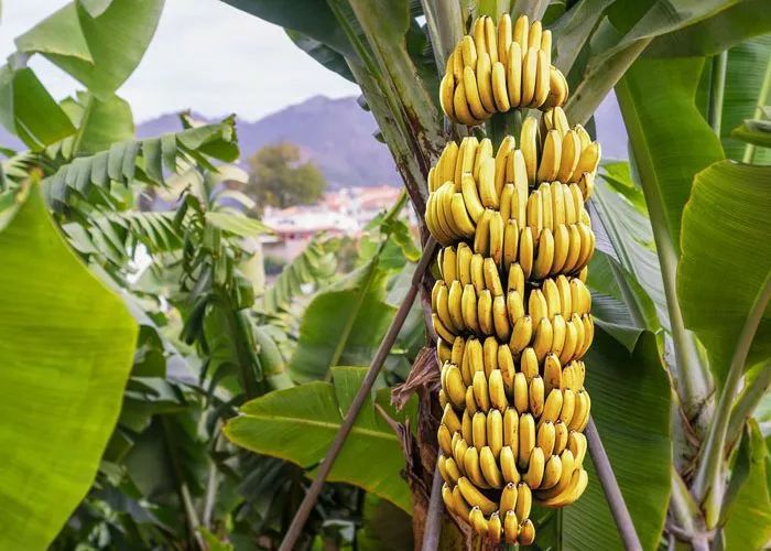 香蕉是全球第四大经济产物,仅次于大米,小麦和牛奶.