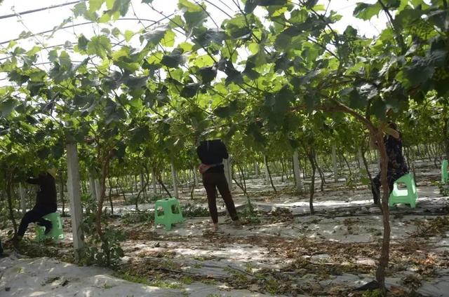 金手指葡萄种植农民专业合作社标准化葡萄种植园