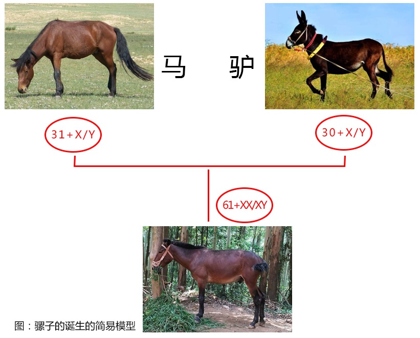 如何区分马骡子和驴它们之间存在哪些差异