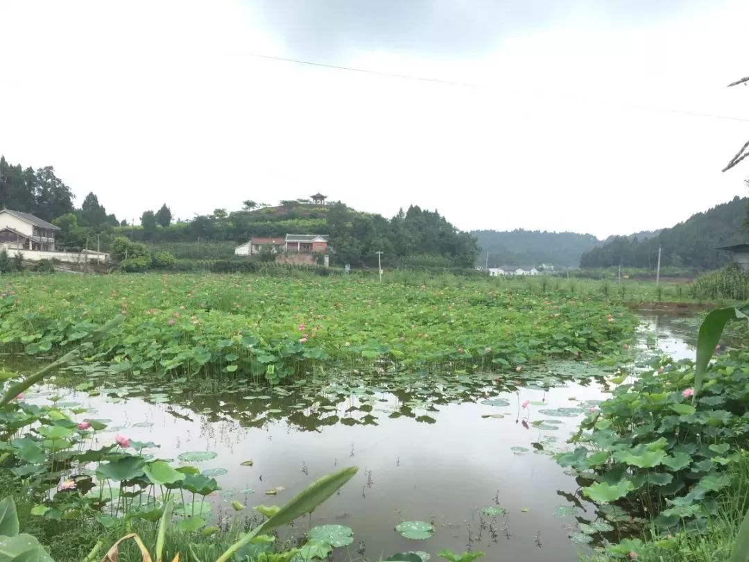 拱市村位于蓬溪县常乐镇境内,是县"农业 旅游"融合发展的示范村.