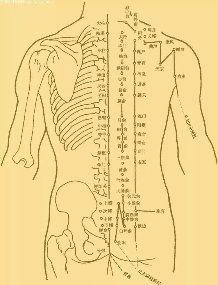 督俞穴位于背部脊柱区,第六胸椎棘突下,后正中线旁开1.5寸.