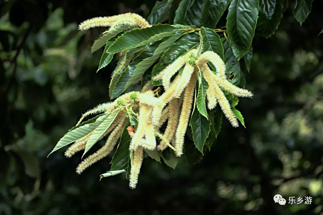 咏五莲板栗树_栗花