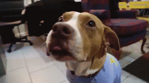 f3f4bb80dae24fa78bc046154d1d90fa.gif