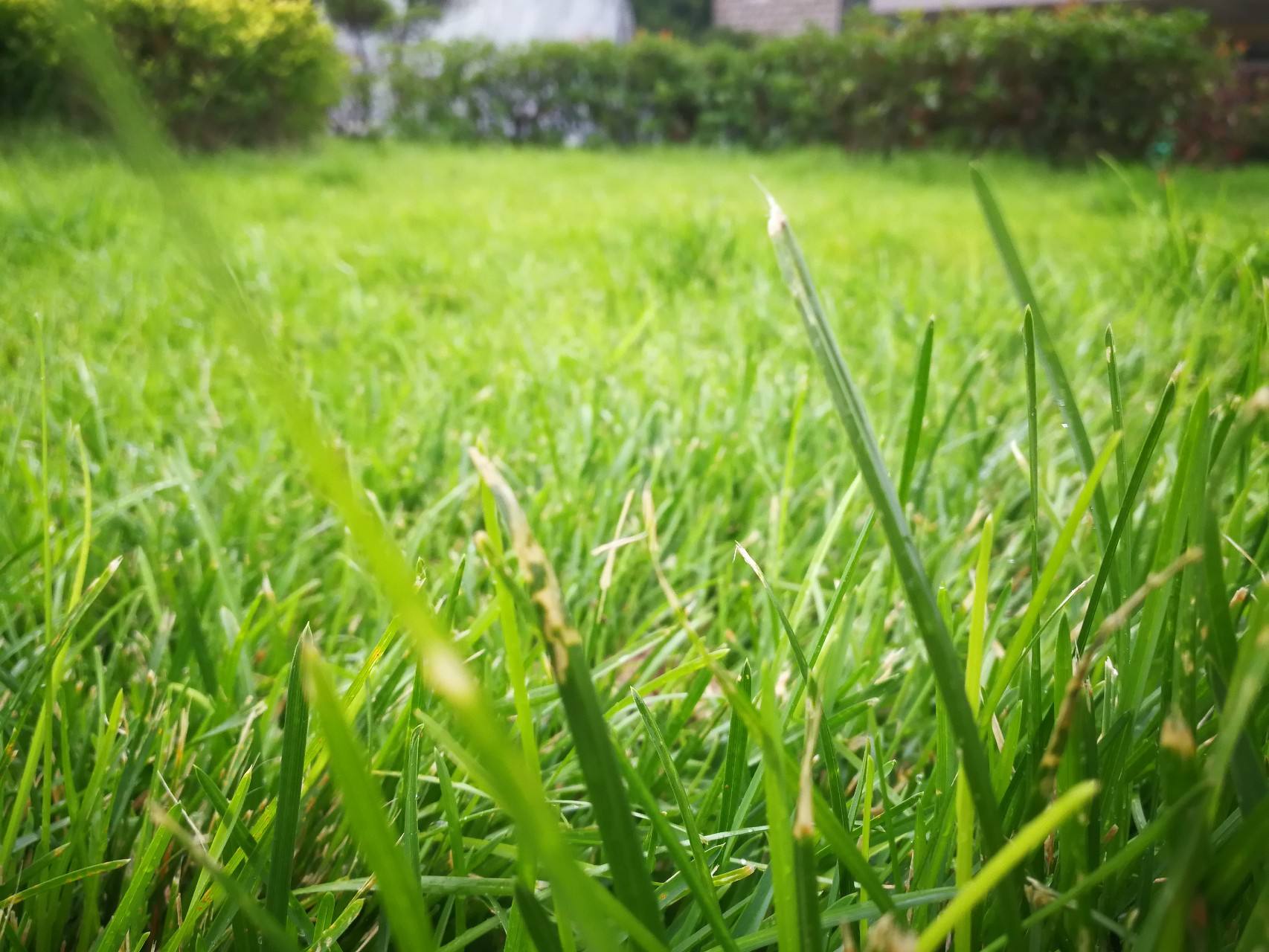 【星连文学社】诗话之——风烟望尽岁添愁, 草色重来不易收……