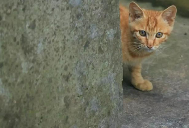 黑猫炭黑老总_黑猫警长图片