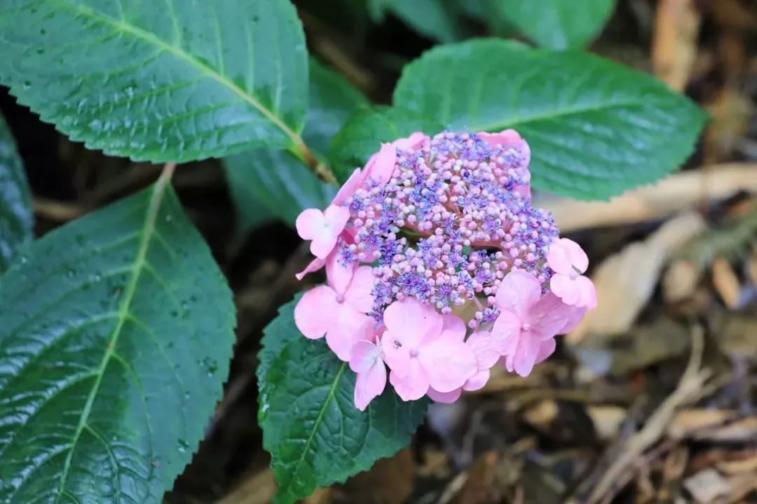 "塞布丽娜","塔贝"等绣球等虽然处于花末期,但有些不孕花萼片的色彩