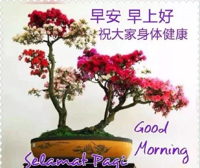 朋友圈最漂亮早上好鲜花问候,早晨好温馨祝福语录2019