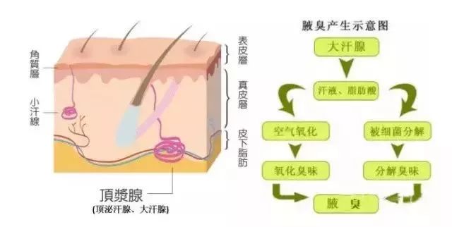 注射肉毒素祛除腋臭,原来如此简单!_汗腺