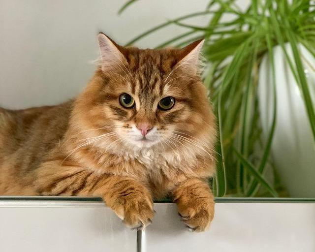 常见病症:猫咪呕吐物为透明液体是什么原因导