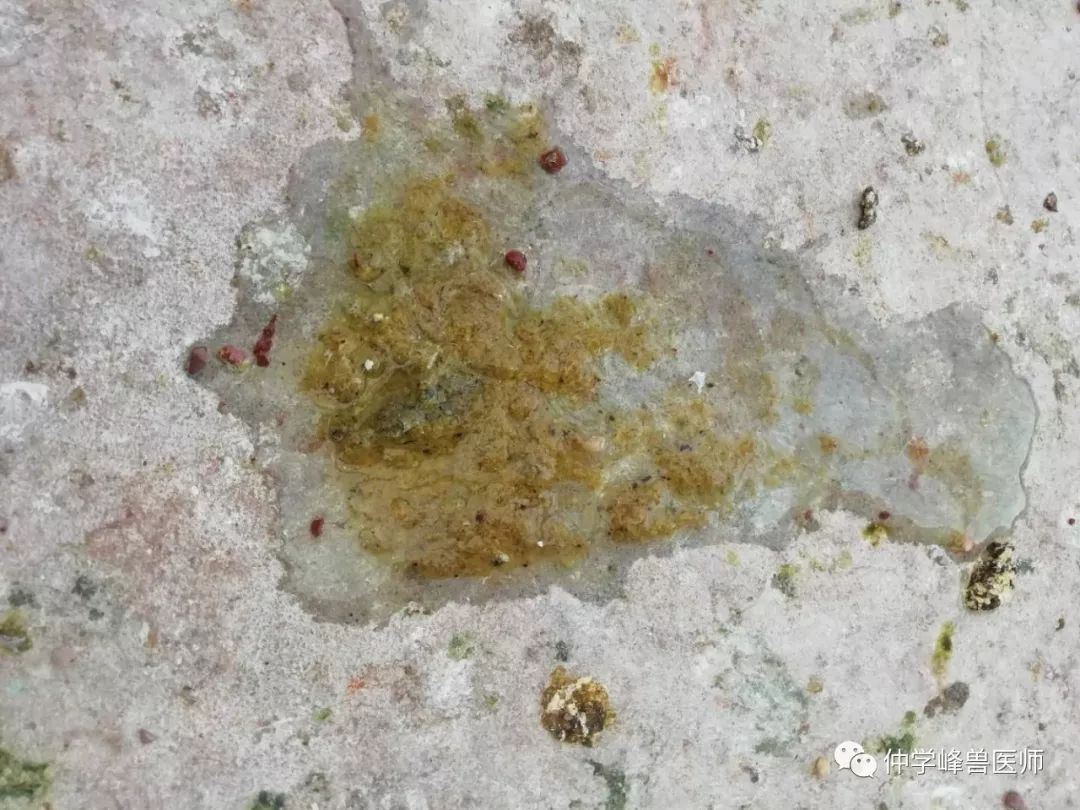 信鸽大肠杆菌球虫感染