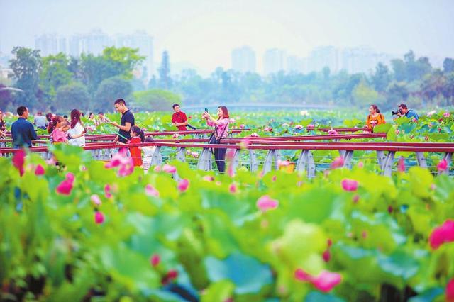 遂宁800余种荷花竞相开放