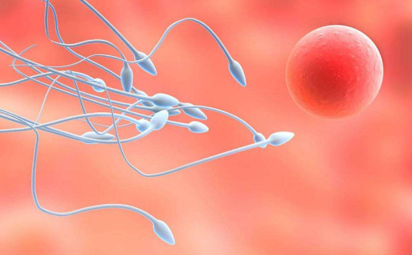[精子越多越容易怀孕？答案或许和你想的不太一样]精子越多说明什么
