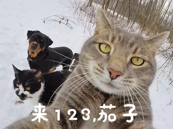 有什么办法让小猫闭嘴 5eaf5471db81483eadfef23546d33203.jpeg