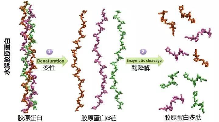 胶原蛋白的活性分子结构