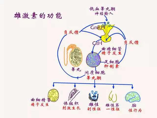 第二,高芳香和雌激素活性降低了生产促性腺激素释放激素(grh).