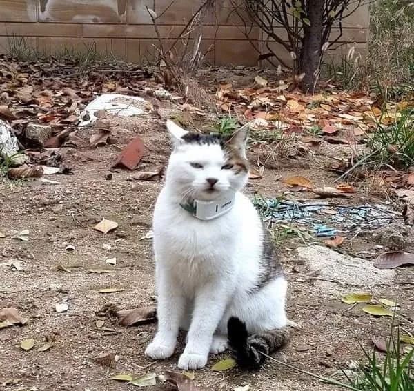 奶猫多久可以用猫砂盆 6c6a778b35724bf69f8ca23665f77005.jpeg