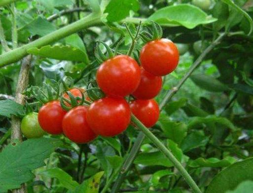 [种植西红柿叶面喷醋有利于高产，什么时候喷醋，如何喷呢？]西红柿催芽