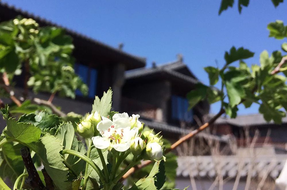 世家小镇|生态小镇绘制康养蓝图