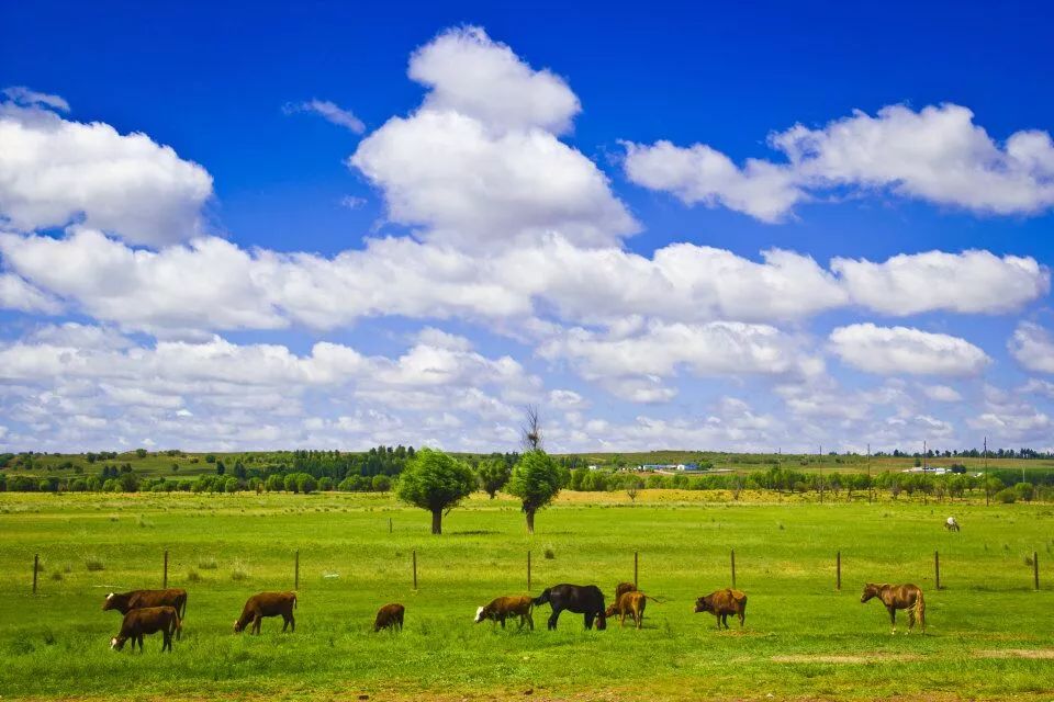 召集 | 内蒙古音乐之声人气主播携手苏泊罕,陪你