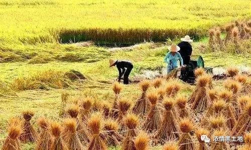 坤健灵芝杯征文大赛杨汉光母爱一滴胜过海